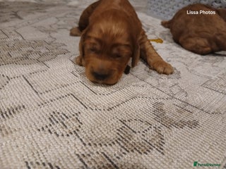 Cockapoo dogs Cockapoo puppies - Advert 2