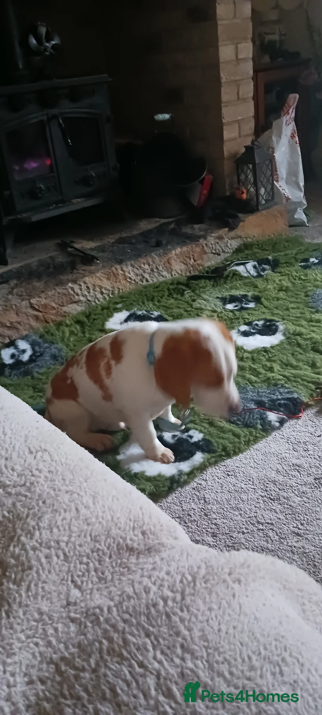 Beagle dogs for sale: Beagle boy - Advert 2