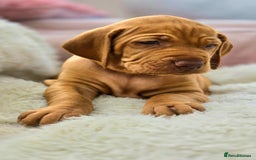 Hungarian Vizsla dogs for sale: Adorable vizsla puppies, exceptional pedigree - Image 8