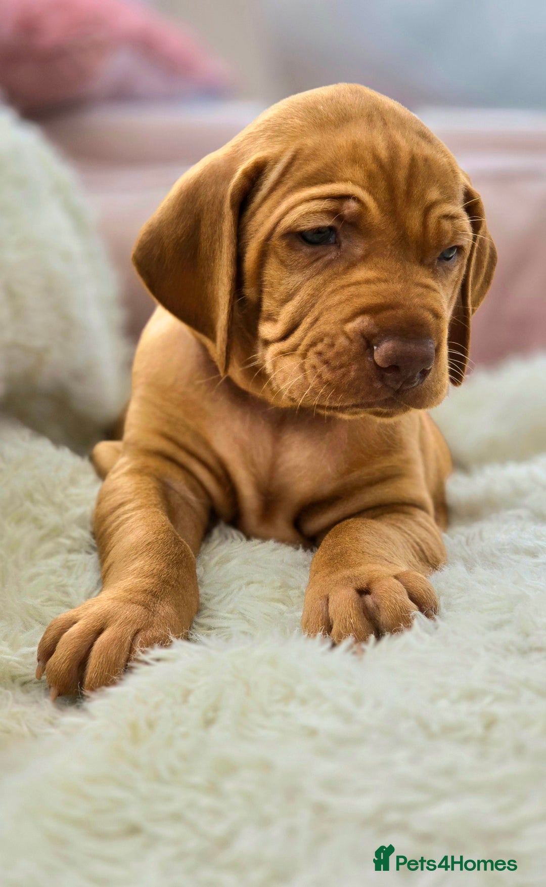 Hungarian Vizsla dogs for sale: Adorable vizsla puppies, exceptional pedigree - Image 8