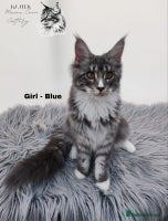 Maine Coon cats Stunning 100% Maine coon TICA REGISTERED - Advert 8