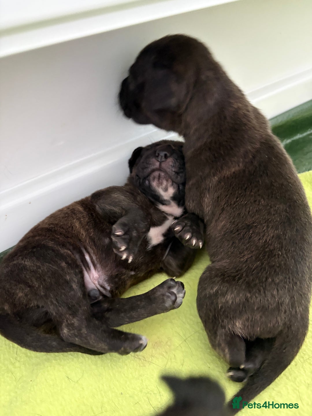 Staffordshire Bull Terrier dogs for sale: Staffy Pups  - Advert 10