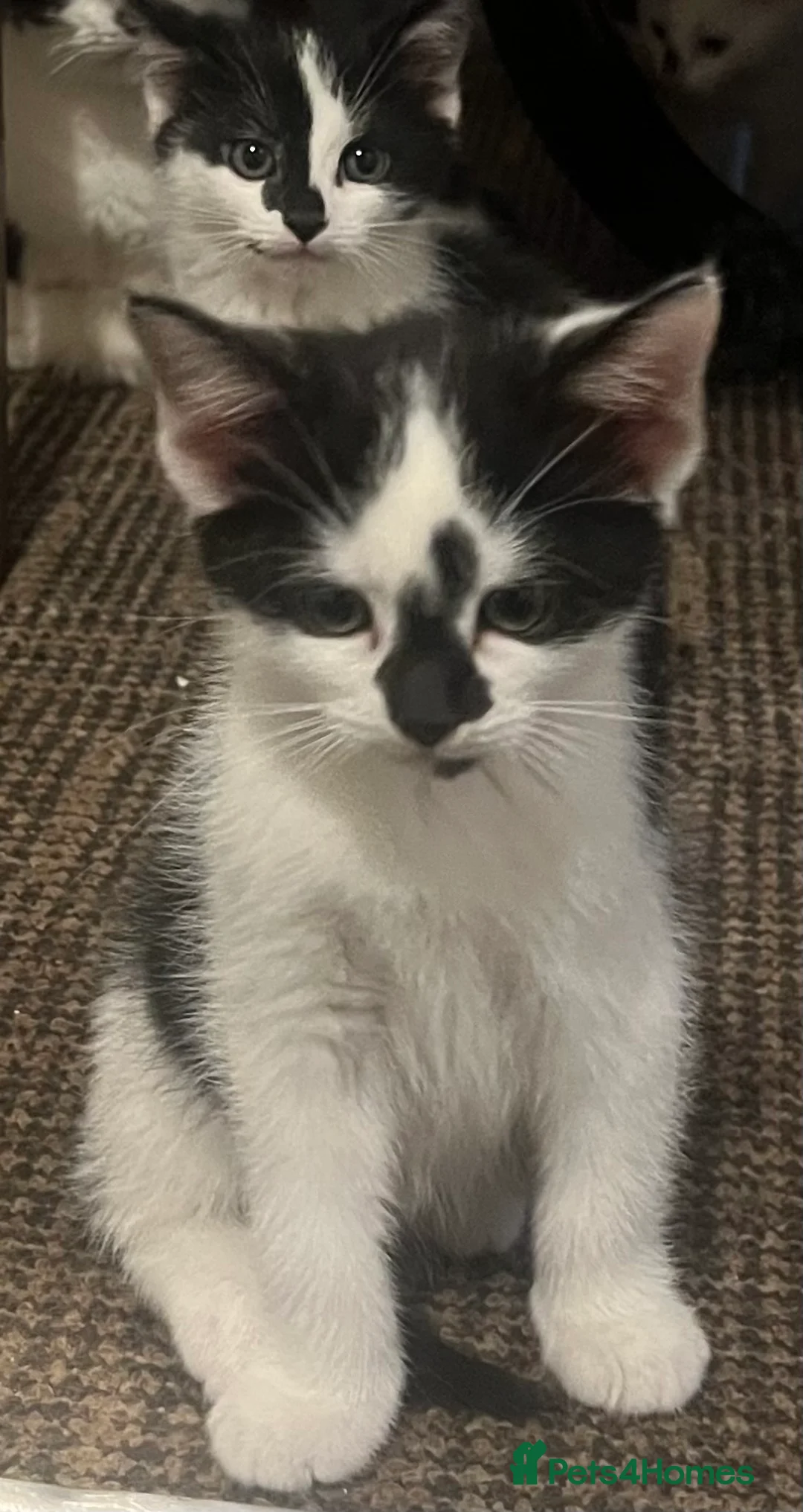 Mixed Breed cats for sale: 3 lovely kittens for sale in Manchester - Advert 9