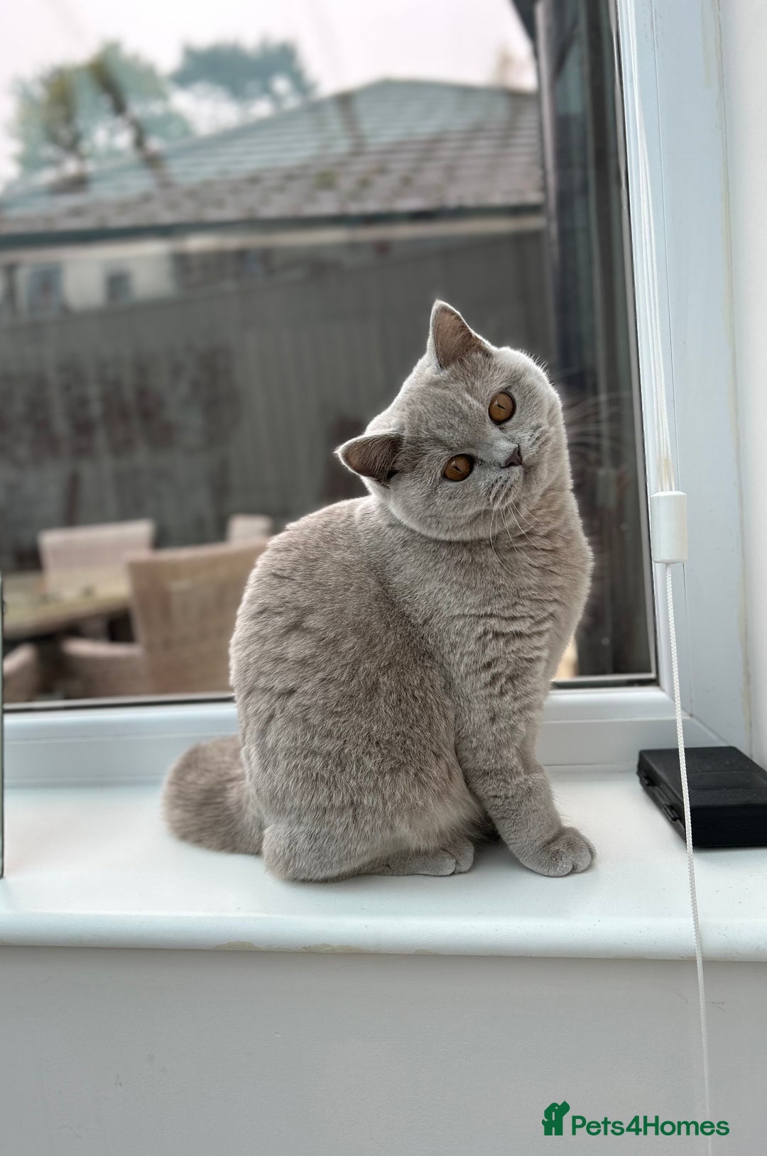British Shorthair cats for sale: British shorthair 2+ - Advert 3