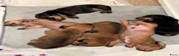 Miniature Dachshund dogs for sale: Beautiful Miniature Dachshund Puppies - Advert 16