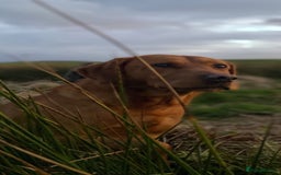 Labrador Retriever dogs for stud: Foxred labrador for stud - Image 1