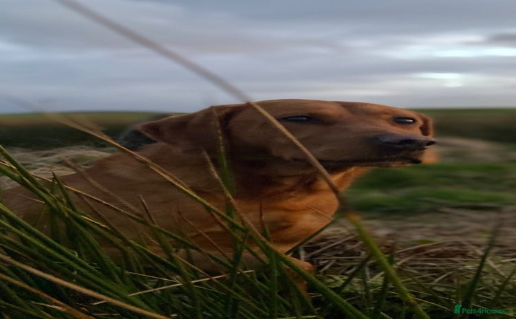 Labrador Retriever dogs - Advert 4