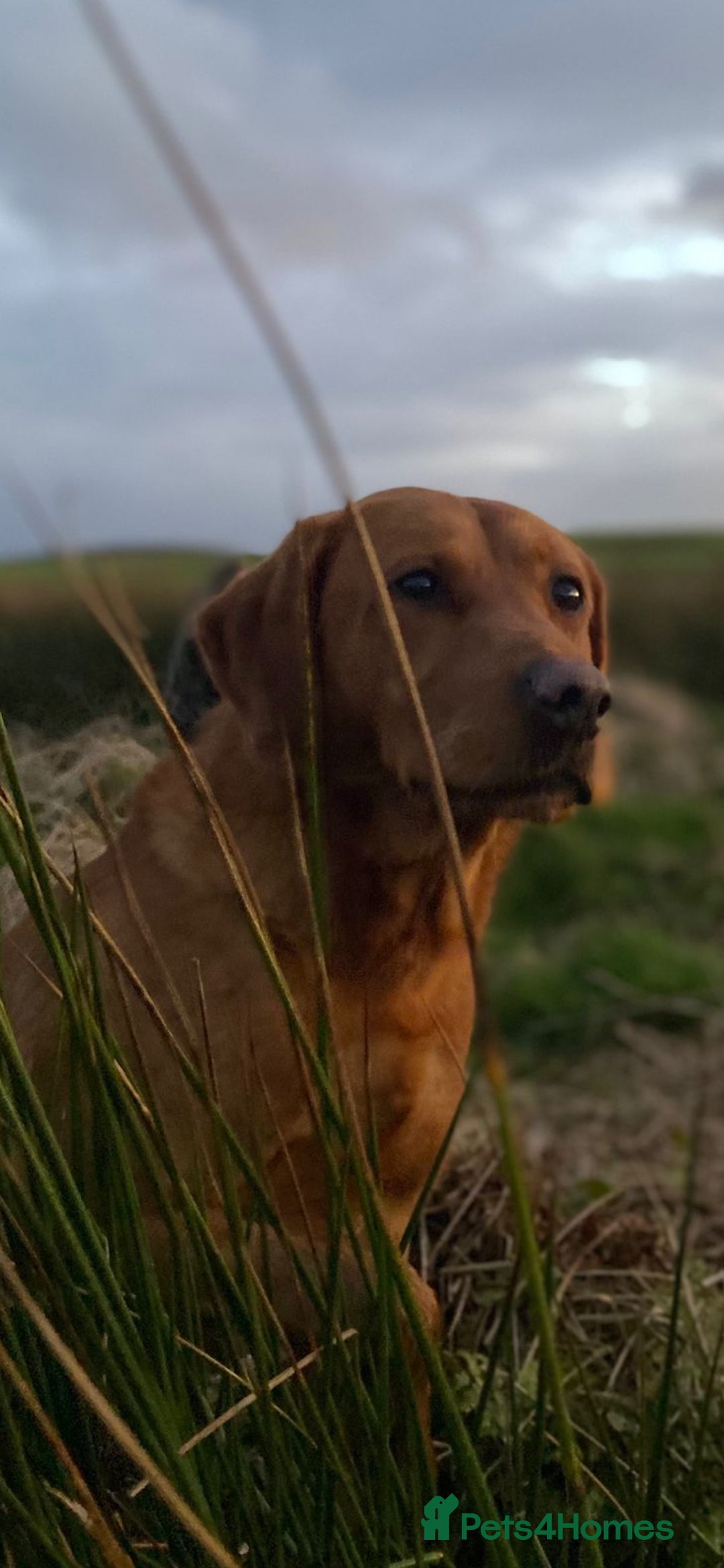 Labrador Retriever dogs for stud: Foxred labrador for stud - Image 1