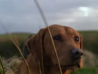 Labrador Retriever dogs Foxred labrador for stud - Advert 1