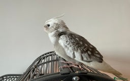 Cockatiels birds for sale: Hand reared baby cockatiel with cage. (Male) - Image 5