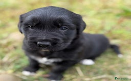 Mixed Breed dogs for sale: Bernese X Golden Retriever Puppies - Image 20