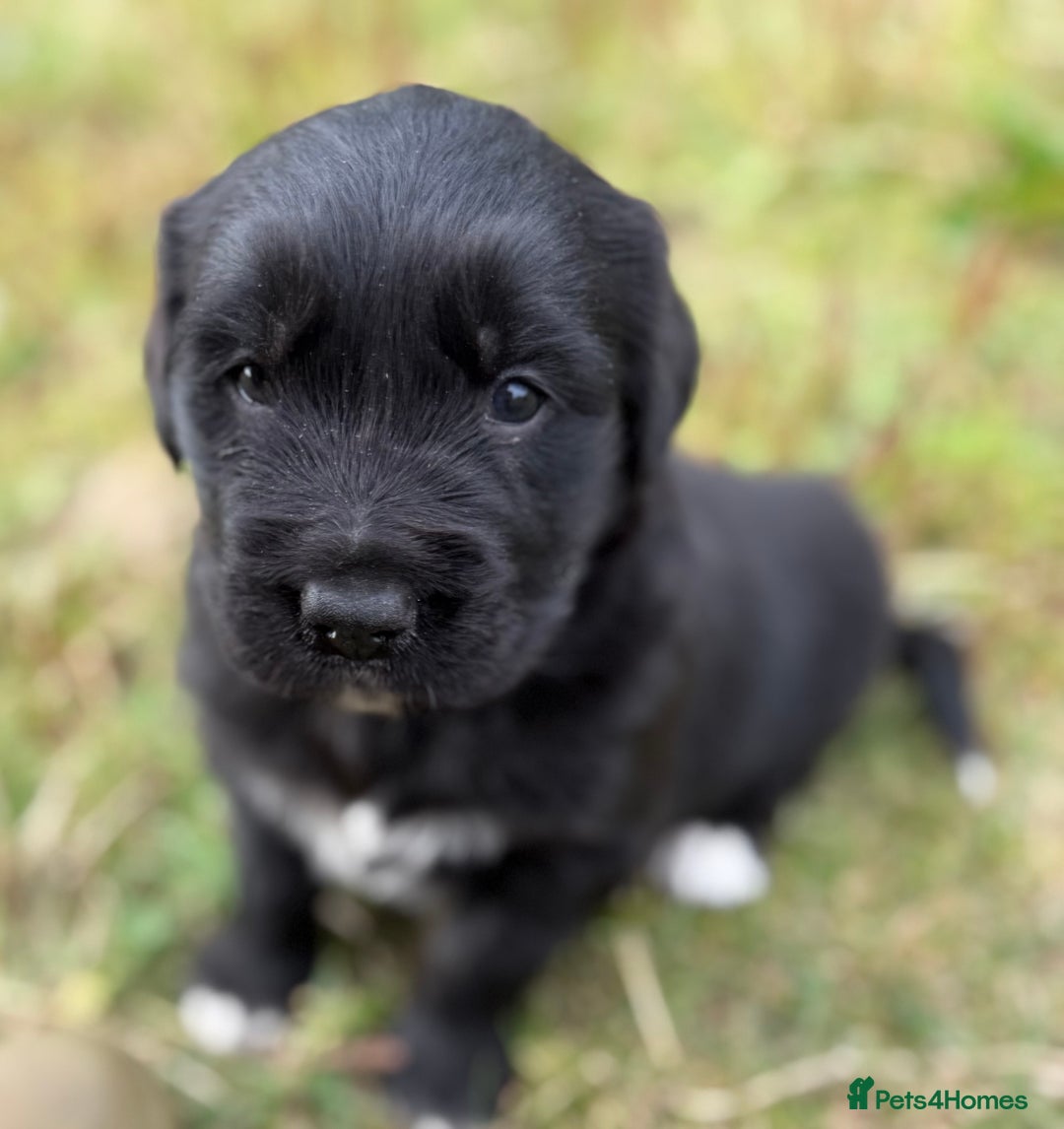 Mixed Breed dogs for sale: Bernese X Golden Retriever Puppies - Image 20