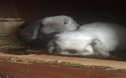 Mini Lop rabbits for sale: Adult Mini Lop Bunnies Available For Rehoming - Image 10