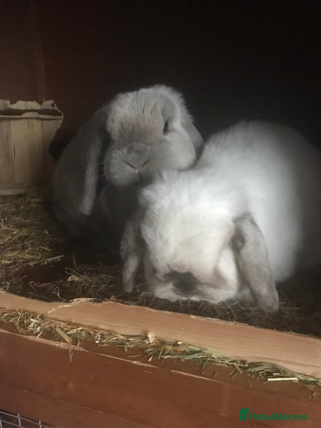 Mini Lop rabbits for sale: Adult Mini Lop Bunnies Available For Rehoming - Image 10
