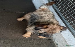 Border Terrier dogs for sale: Border terrier bitch kc reg - Image 9