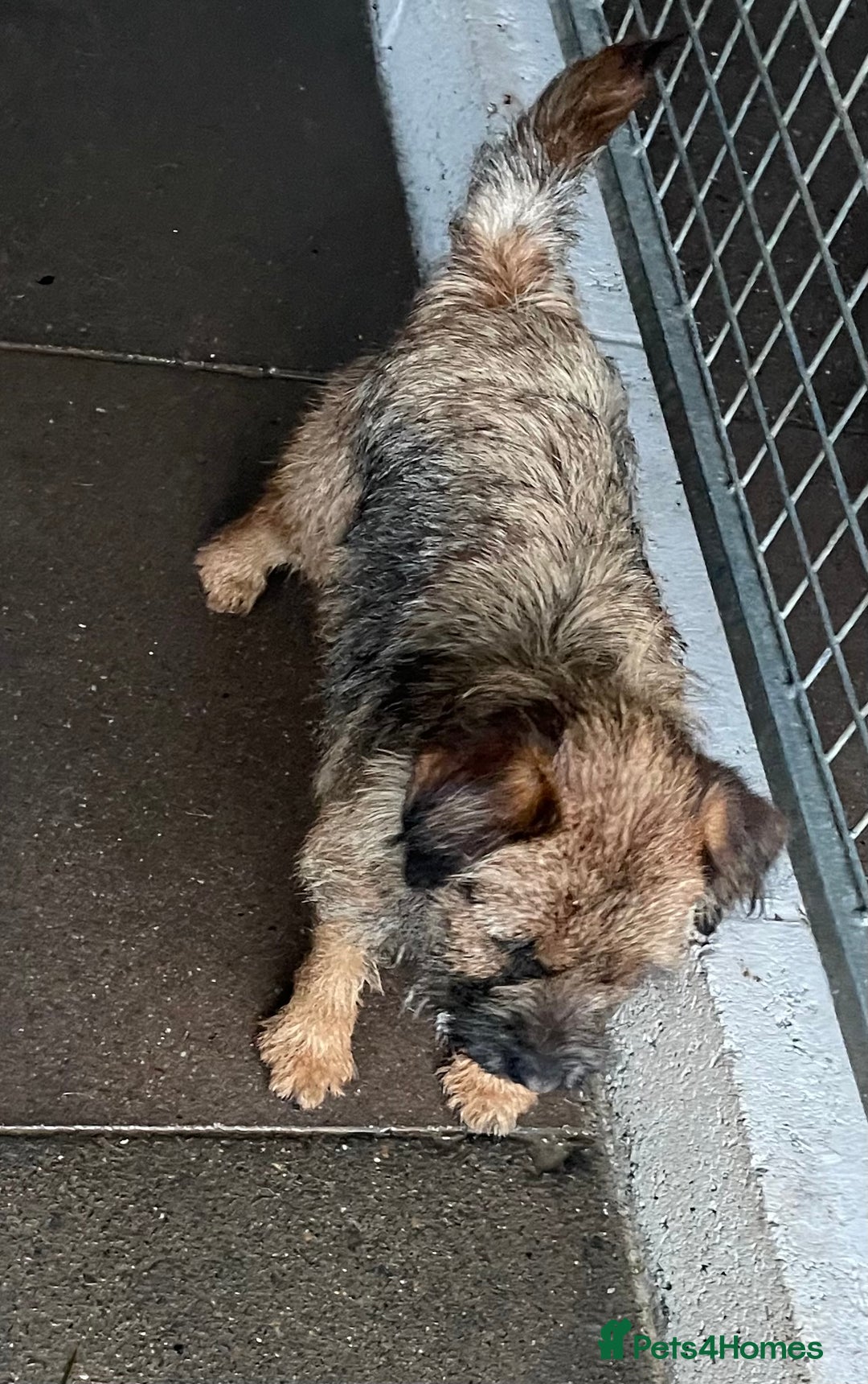 Border Terrier dogs for sale: Border terrier bitch kc reg - Image 9