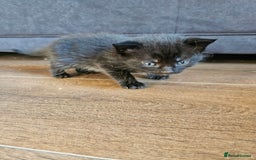 Mixed Breed cats for sale: 🐾 6 Adorable Kittens Looking for Loving Homes!  - Image 10