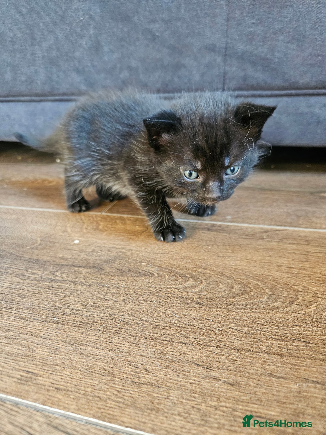 Mixed Breed cats for sale: 🐾 6 Adorable Kittens Looking for Loving Homes!  - Image 10