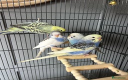 Budgerigars birds for sale: Baby Budgies  - Image 5