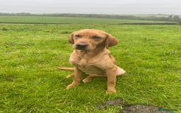 Labrador Retriever dogs for sale: Fox red lab  - Image 2