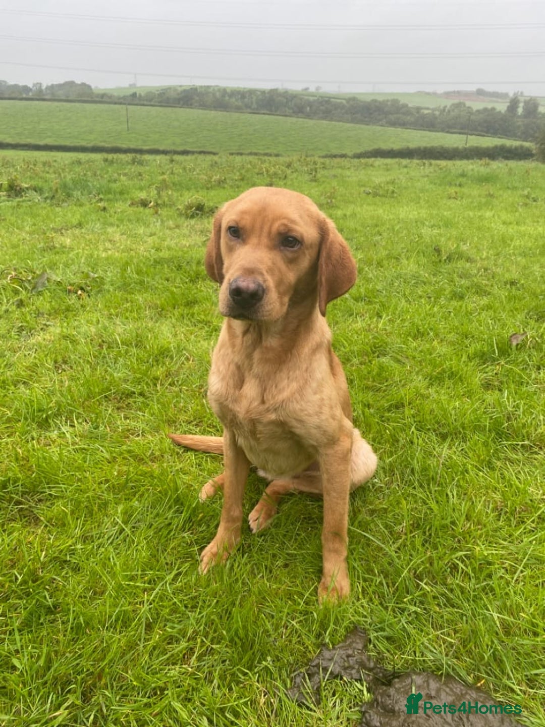 Labrador Retriever dogs for sale: Fox red lab  - Image 2