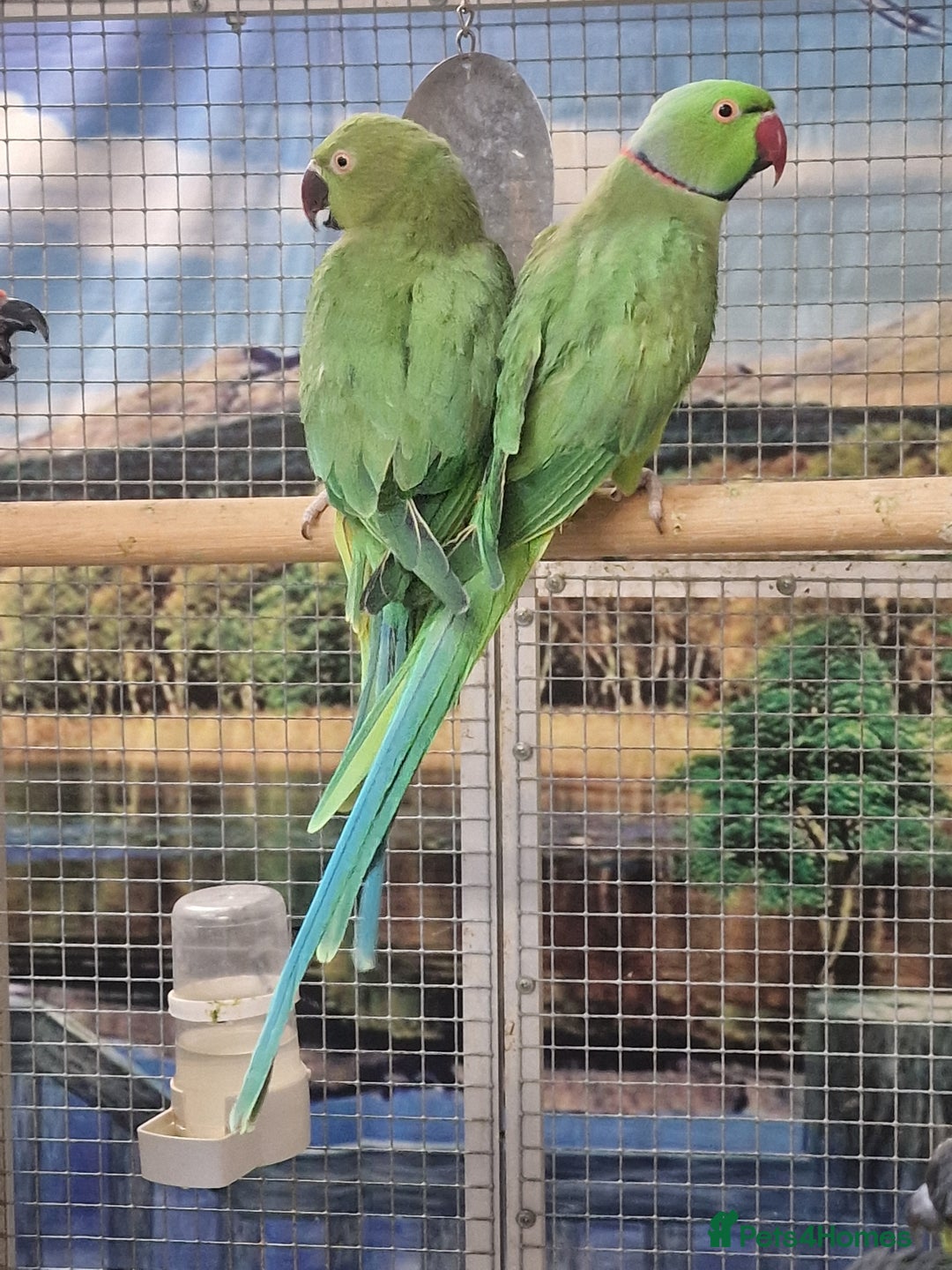 Parrots birds for sale: Parrots/ Parakeets Available  - Advert 37