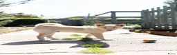 Japanese Shiba Inu dogs for sale: Confidence Comes With Time outstanding shiba 🇯🇵 - Advert 5