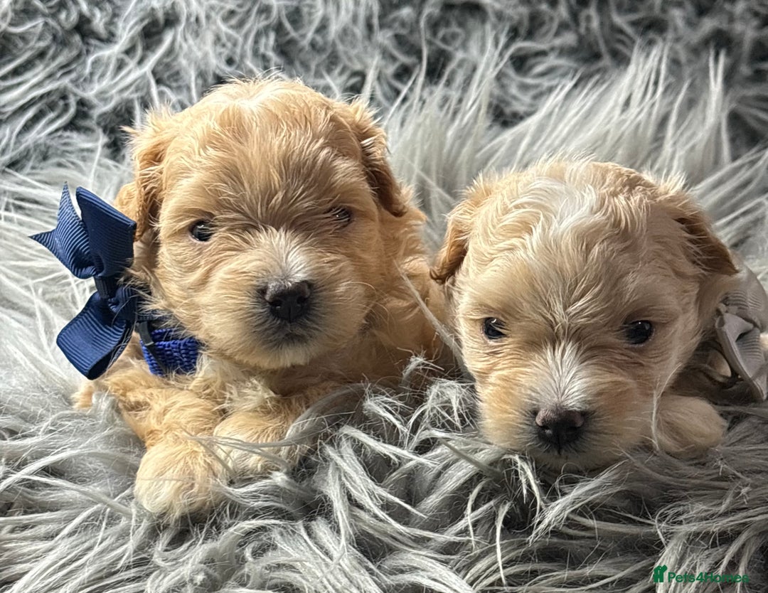 Maltipoo dogs for sale: TINY TOY F1 HEALTH TESTED MALTIPOO PUPS - Image 10
