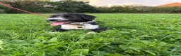 Mixed Breed dogs for sale: Ted the collie poo - Advert 9