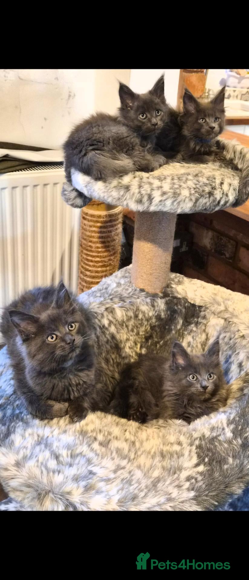 Maine Coon cats Maine coon pedigree kittens  - Advert 1