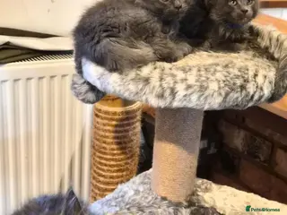 Maine Coon cats Maine coon pedigree kittens - Advert 1