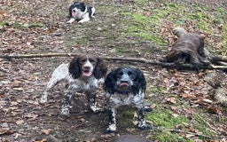 Sprocker dogs for sale: Gorgeous liver & white sprocker bitch - Image 2