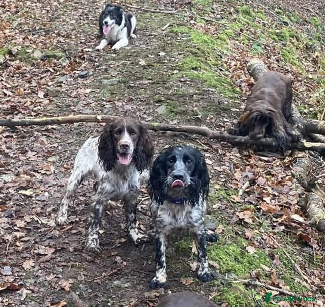 Sprocker dogs for sale: Gorgeous liver & white sprocker bitch - Image 2
