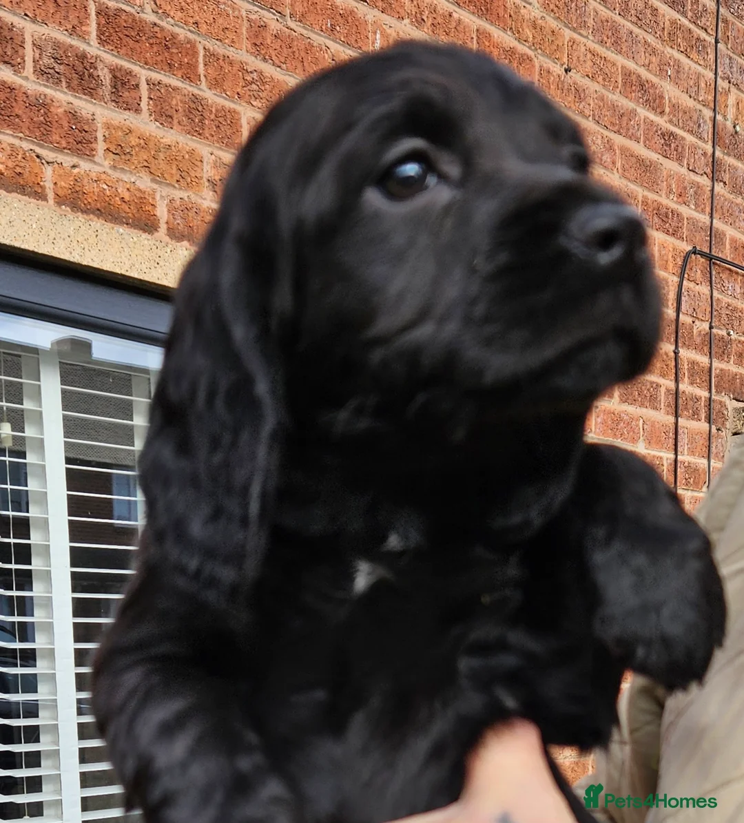 Cocker Spaniel dogs for sale: Cocker spaniel pups - Advert 4