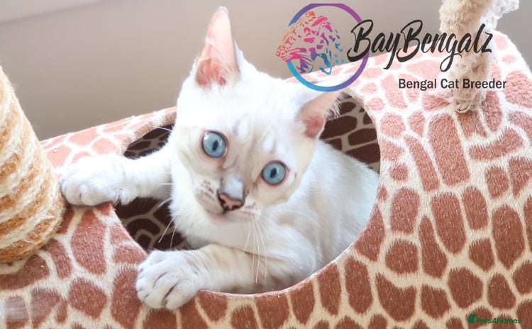 Bengal cats - Advert 8