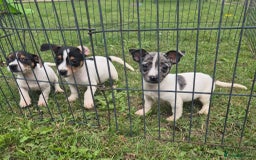 Jack Russell dogs for sale: Beautiful Jack Russell Puppies - Image 3