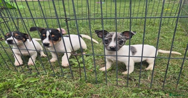 Jack Russell dogs - Advert 5