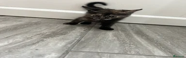 Domestic Shorthair 3