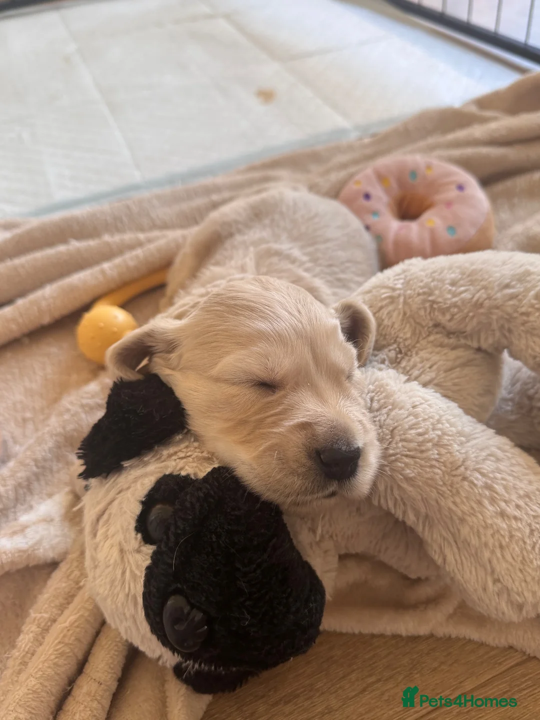 Golden Retriever dogs for sale: Mini Golden Retriever/Dakota Sport Retriever - Advert 2