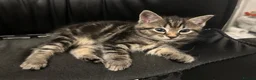 Ragdoll cats for sale: Beautiful Ragdoll Mix Kittens –  Litter Ready Soon in Nottingham - Advert 14