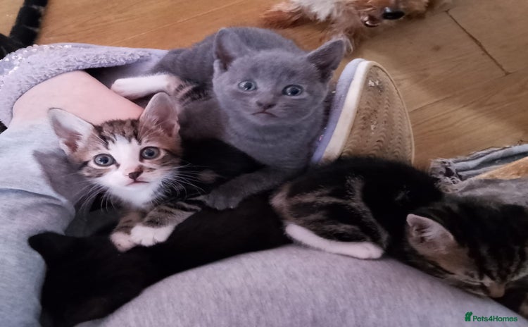 Mixed Breed cats - Advert 2