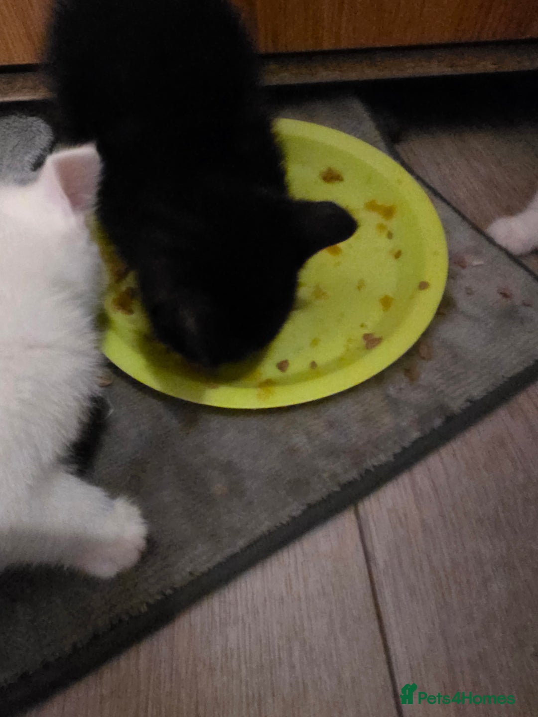 Mixed Breed cats for sale: Beautiful mixed breed littler  - Image 4