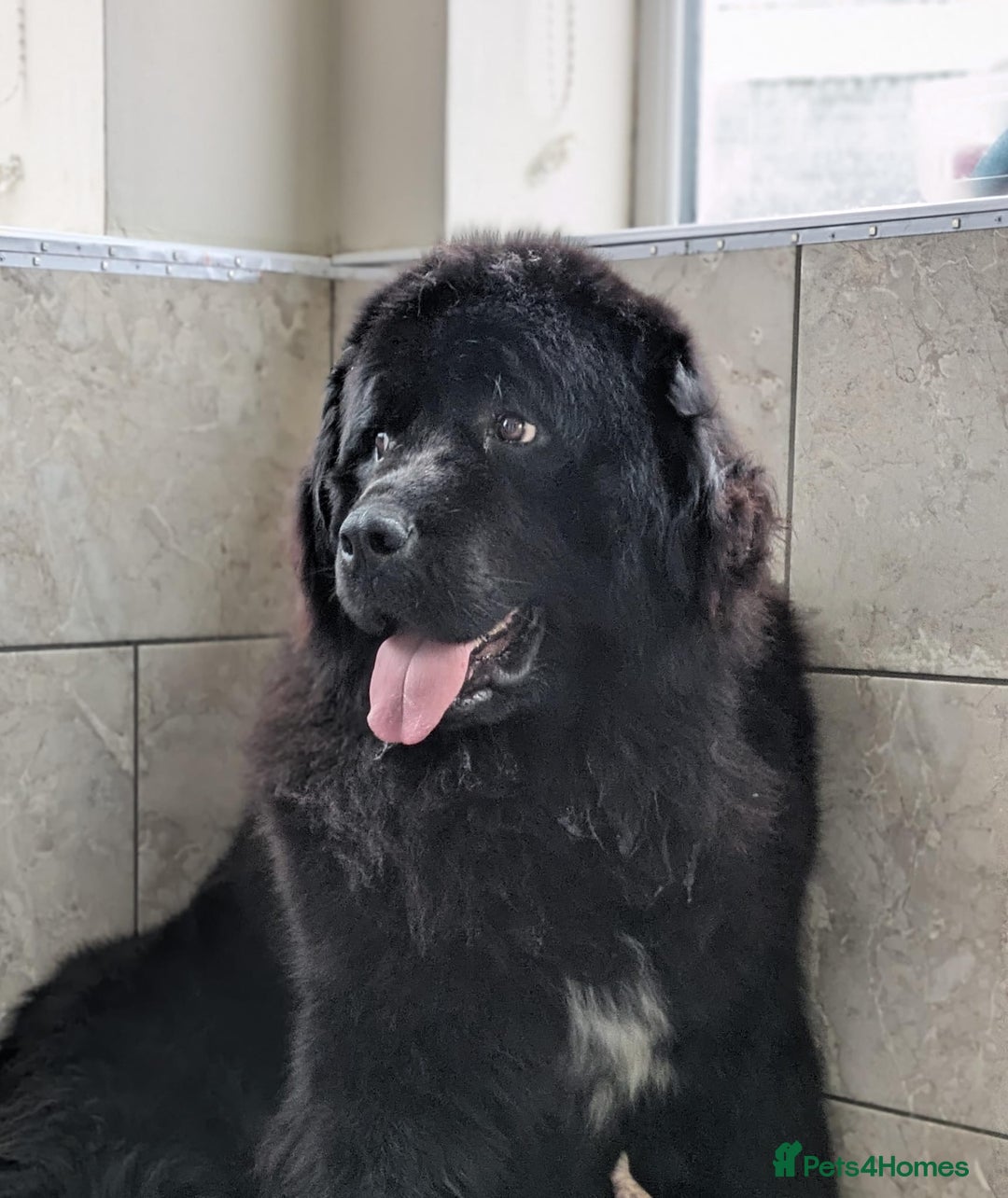 Newfoundland dogs for sale: Beautiful Newfoundland girl  - Image 2