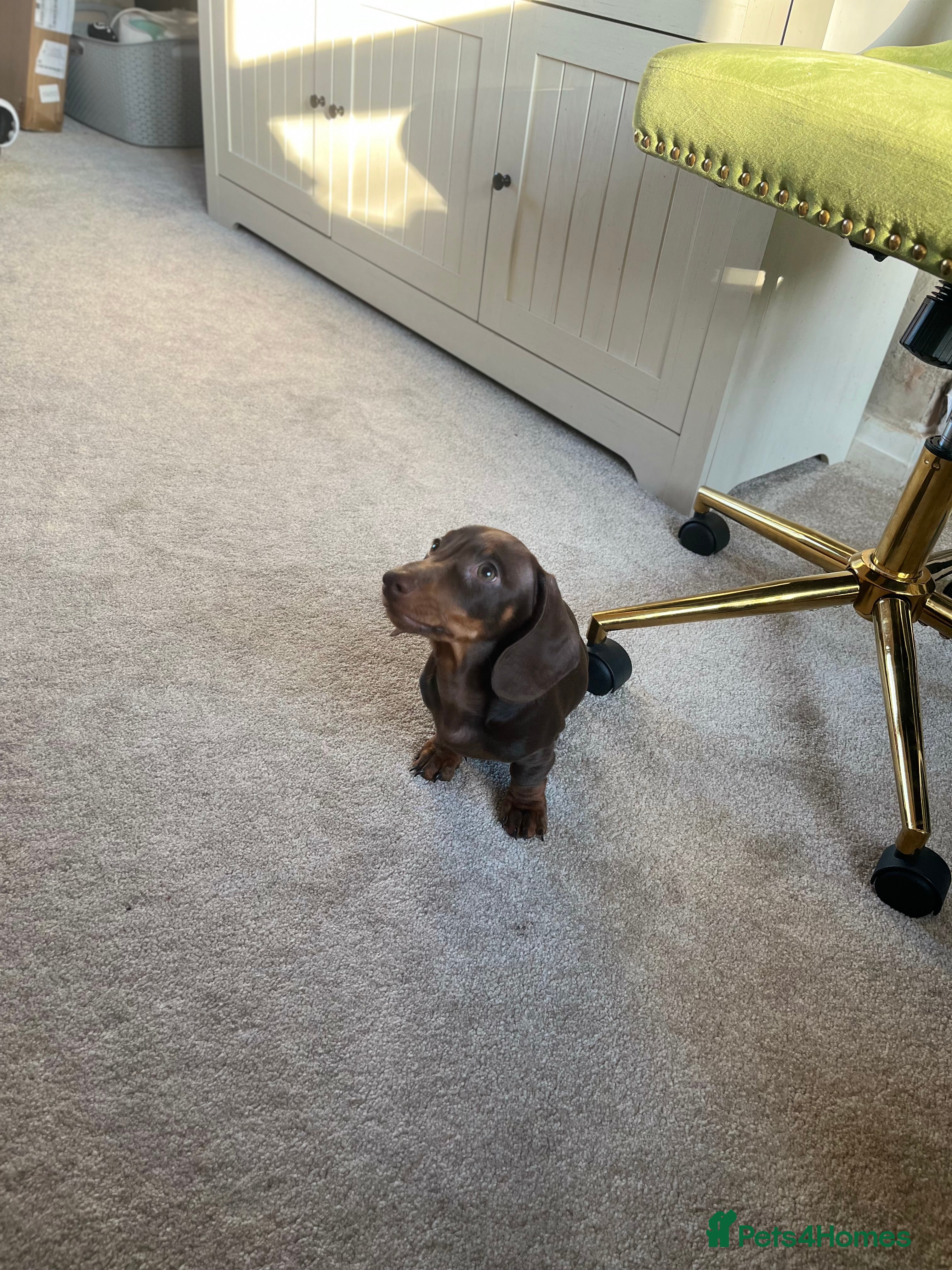 Miniature Dachshund dogs 15 weeks old dachshund chocolate male  - Advert 1