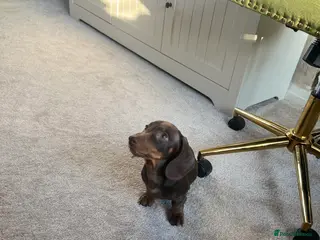 Miniature Dachshund dogs 15 weeks old dachshund chocolate male - Advert 2