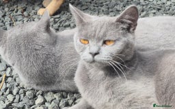 British Shorthair cats for sale: Kittens Ready Now  - Image 14