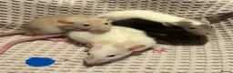 Rat rodents for sale: Baby dumbo rats for sale  - Advert 4