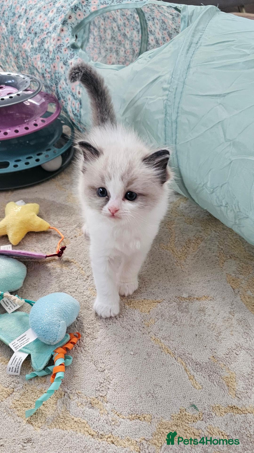 Ragdoll cats Purebred Pedigree Ragdoll kittens - Advert 2