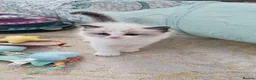 Ragdoll cats for sale: Purebred Pedigree Ragdoll kittens - Advert 3