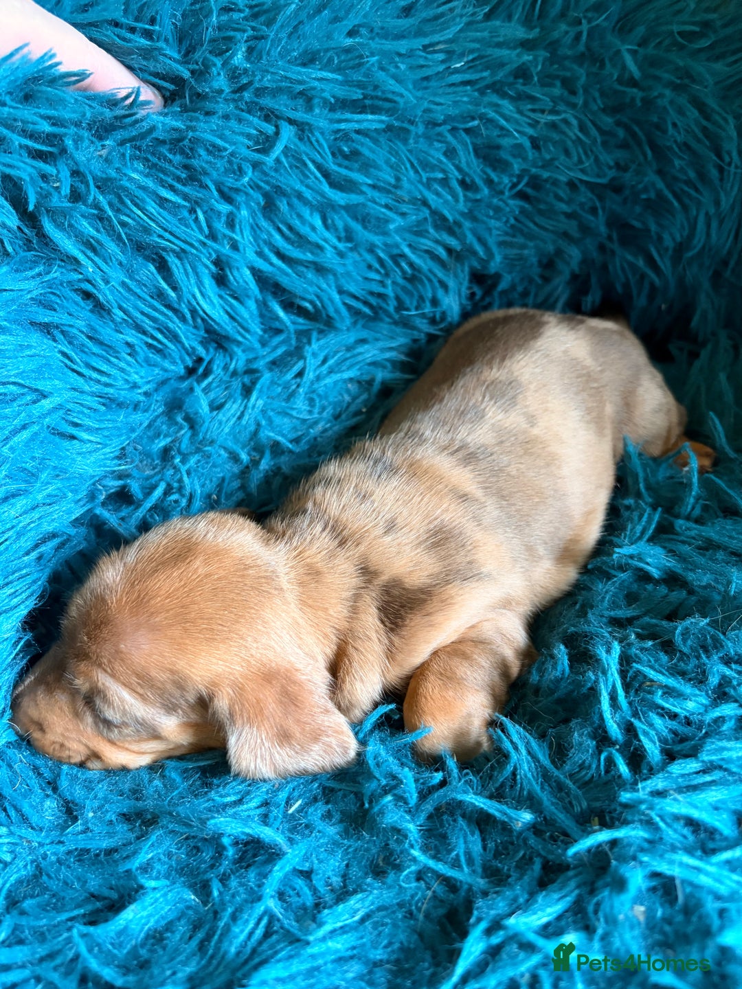 Dachshund dogs for sale: Miniature Smooth Haired Dachshunds  - Advert 19